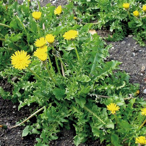 Buy Herb Dandelion Organic Seeds Organic Gardening Catalogue