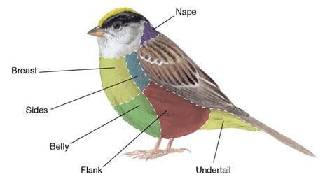 bird academy the cornell lab courses tutorials videos bird bird identification cornell