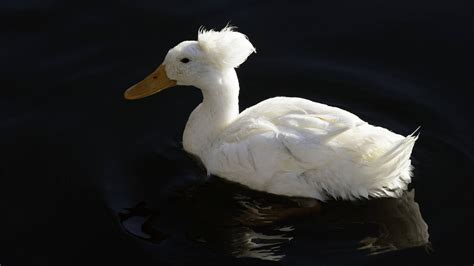Download Floating Crested White Duck Wallpaper