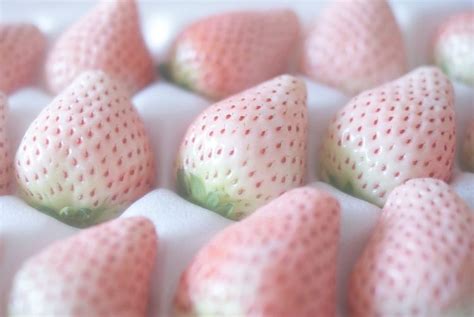 Pin By Gigi On Cute Things White Strawberry Pastel Pink Pale Pink