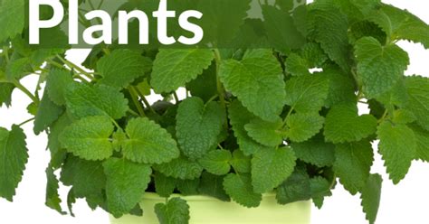 Mosquito Repelling Plants: Container, Safe For Dogs, Patios ...