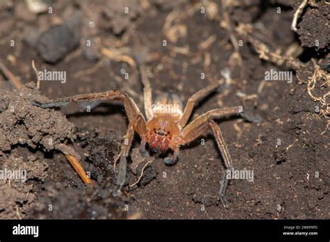 Huntsman Spider Sparassidae Stock Photo Alamy