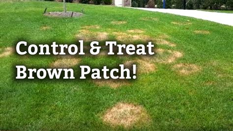 How To Control And Treat Brown Patch L Expert Lawn Care Tips Youtube