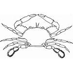 Crab Svg Kisscc0 Clipart Silhouette Symmetry