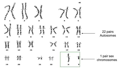 Y Chromosome Pmg Biology