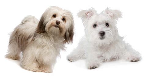 We are a small, succesful showkennel. Havanese vs Maltese: How Well Can You Tell Them Apart?