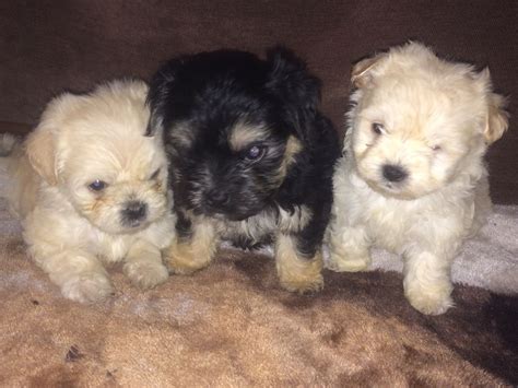 Morkie puppies are generally small and therefore are easier to travel with than larger dogs. Morkie puppies for sale | Brierley Hill, West Midlands ...
