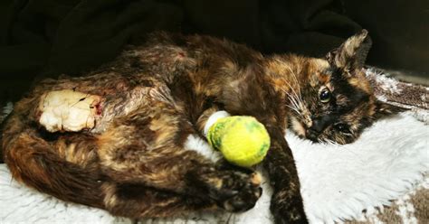 Kitten Dumped With Maggot Infested Wounds Burns And Signs Of Sexual