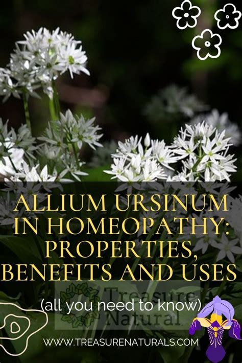 Allium Ursinum In Homeopathy Properties Benefits And Uses All You