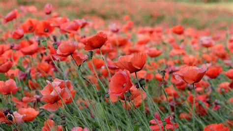 Red Common Poppy Flowers Field Blur Background Hd Flowers Wallpapers