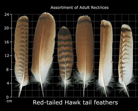 The Feather Atlas Feather Identification And Scans Us Fish And