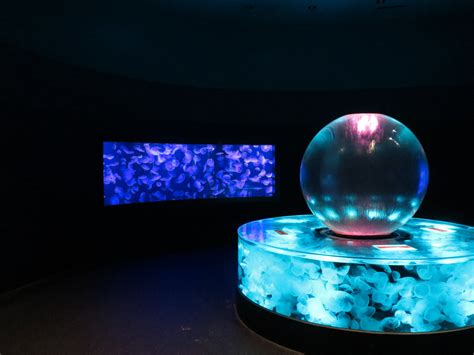 Aquarium Jellies Moon Jelly Exhibits Zoochat