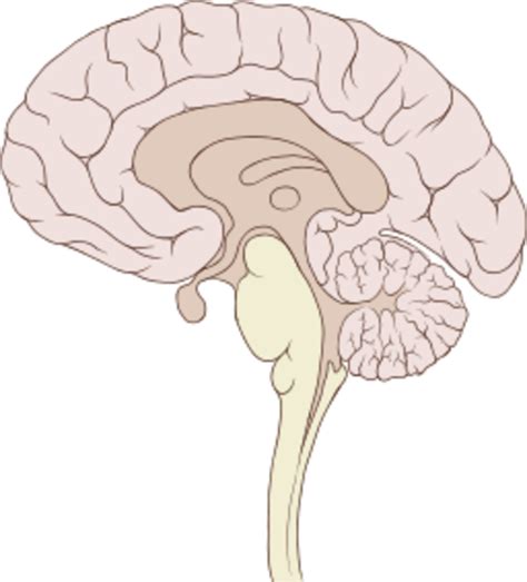 Px Brain Human Sagittal Section Free Images At Vector