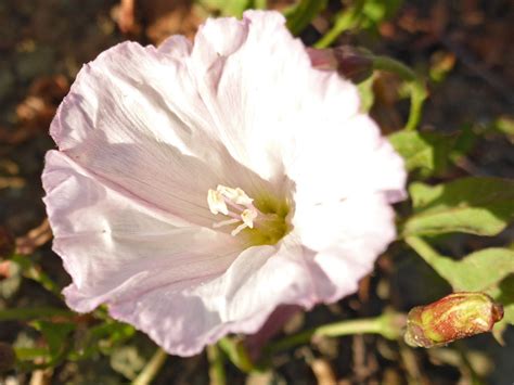 Pale Pink Flower Photos Of Convolvulus Arvensis Convolvulaceae