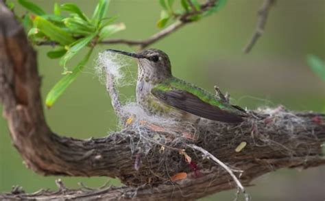How Do Hummingbirds Build Their Tiny Nests The Kid Should See This