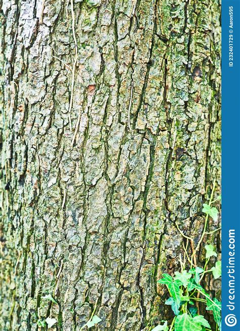 Beautiful Tree Bark Texture Image Stock Image Image Of Nature Detail