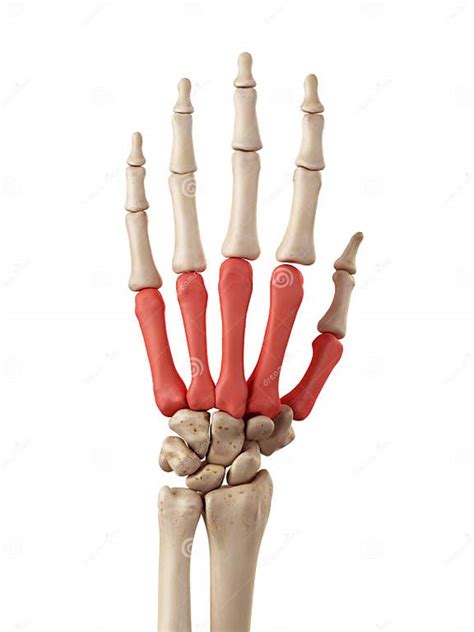 The Metacarpal Bones Stock Illustration Illustration Of Anatomy 56652061