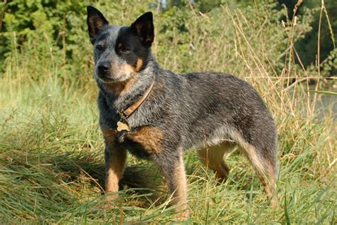 Find 4 australian cattle dogs for sale on freeads pets uk. Australian Cattle Dog/Blue Heeler Puppies for Sale from ...