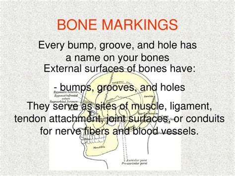 Ppt Bone Markings Powerpoint Presentation Free Download Id1831028