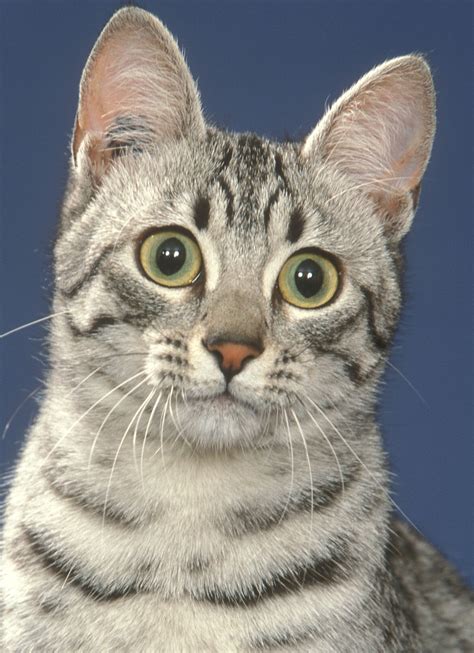 Egyptian Mau Cat Cat Breeds Encyclopedia