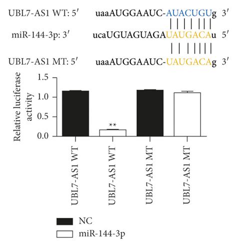 ubl7 as1 can act as a sponge for mir 144 3p in glioma cells a the download scientific