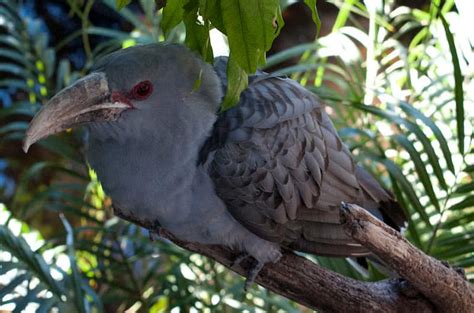 Watch the 2021 australian of the year awards live on 25 january, 7.30pm (aedt), abc tv and iview. Top 10 Best Singing Birds In The World - The Mysterious World
