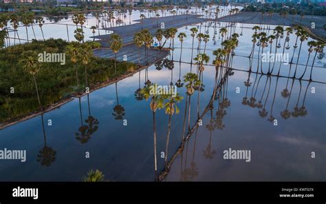 Aerial View Of Sugar Palm Tree Stock Photo Alamy