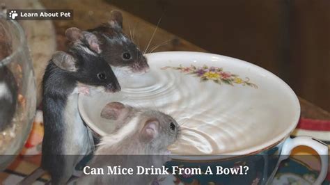 Can Mice Drink From A Bowl 7 Interesting Facts 2023
