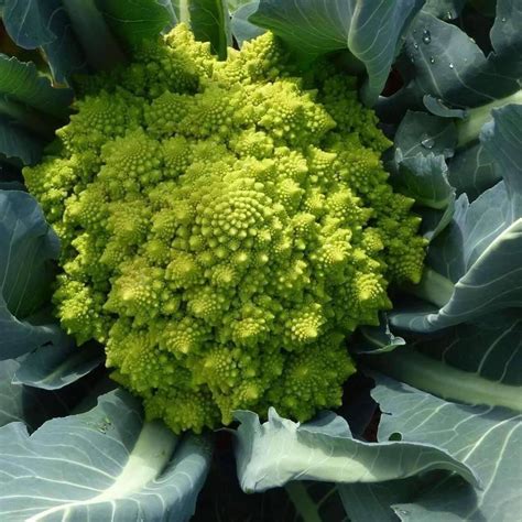 Buy Broccoli Romanesco Seeds Online Happy Valley Seeds