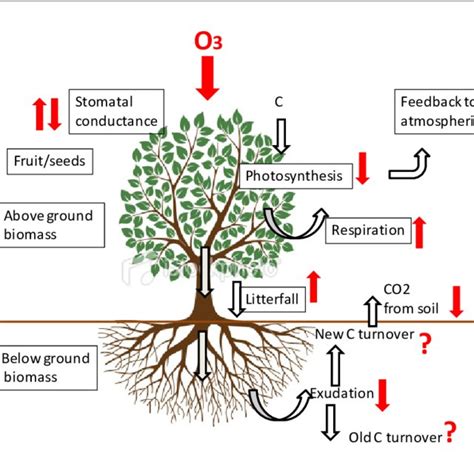 Pdf Ozone Pollution Impacts On Ecosystem Services And Biodiversity