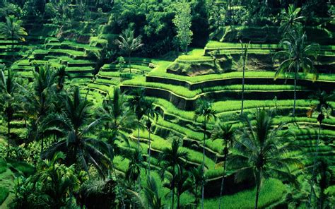 Wallpaper Green Jungle Bali Rainforest Indonesia Terraced Field
