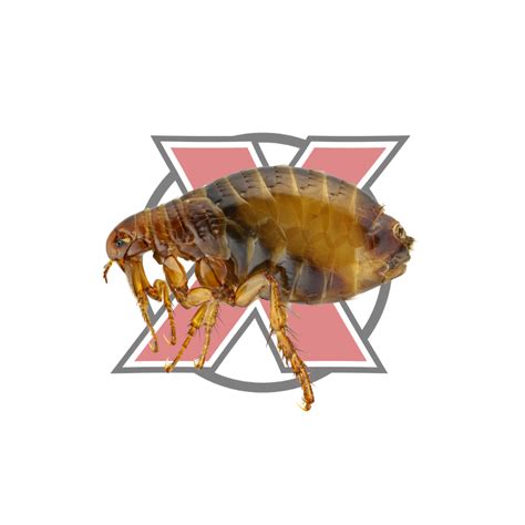 Fleas And Ticks Exterminators Ridx Pest Control