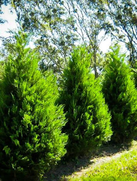 Quickly grow a privacy hedge for your home with these emerald arborvitae also has extremely fragrant foliage that makes wonderful cut branches for holiday arrangements! Techny Arborvitae | Emerald green arborvitae, Landscaping ...