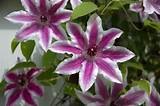 Clematis Flower Pictures Pictures