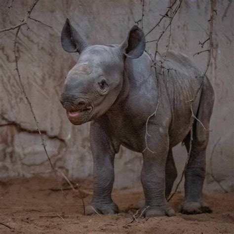 Chester Zoo Celebrates Birth Of Rare Baby Rhino About Manchester