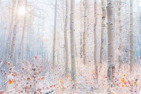 Sugarcoated Oregon Landscape Photography Trees Lijah Hanley