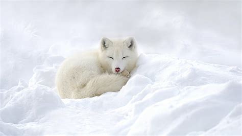 Hd Wallpaper Cute Animals White Winter Arctic Fox Snow 8k