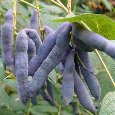 Prepare the fruit as necessary — wash, peel, stem, seed, slice, and so on. Buy Blue Sausage Fruit (Decaisnea Fargesii) 2 seeds online ...