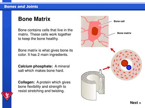 Ppt In This Presentation You Will Identify Major Bones Of The Body