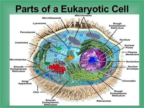 Eukaryotes are organisms whose cells contain a nucleus ('eu' = good / true ; diagrams of plant cell, animal cell, eukaryotic cell, and ...