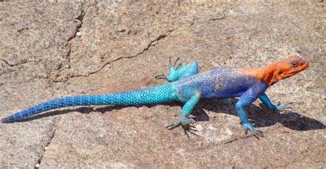 Rainbow Lizard Whats The Most Colorful Lizard In The World A Z Animals