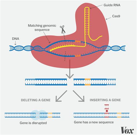 The First Use Of Crispr To Treat A Genetic Disease In A Live Patient
