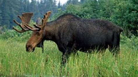 Cutting Moose Tags Wrong Approach Hunting Organization