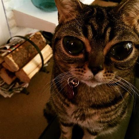 Cat With Mysterious Big Eyes Baffles Owners
