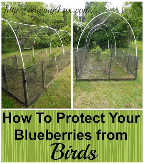 Protecting Blueberries From The Birds Blueberry Gardening Blueberry Bushes Garden Netting