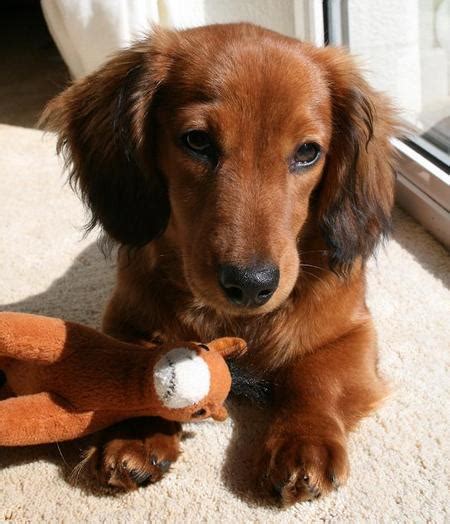 Cute Puppy Dogs Long Haired Miniature Dachshund Puppies