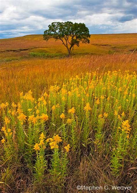 Tall Grass Prairie Autumn Bloom Tall Grass Prairie Preservekansas