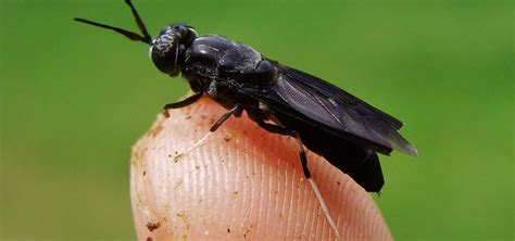 Unlike a mosquito (which sucks up blood through a proboscis), black flies slash the skin and lap up the pooled blood. Black Soldier Flies