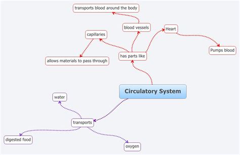 Circulatory System Ashwin123 Xmind