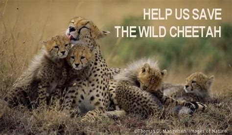 Help Save The Cheetah Sign Ithiefaleaf Flickr